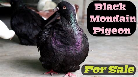 Top Exotic Fancy Pigeons Collection Black Mondain Pigeons Youtube