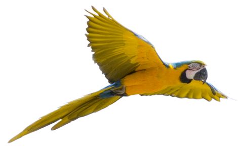 Yellow Flying Parrot Png Images Free Download Transparent Image
