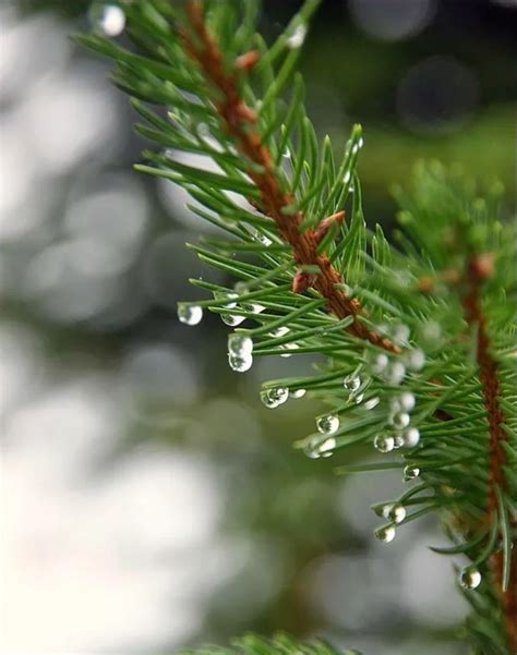 Dewy Pine Needles Dewdrops Water Drop Photography Rain Photography