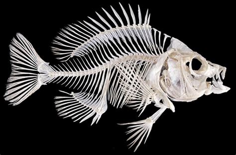 Pin By Maddy Ruble On Hey I Like That Animal Skeletons Fish
