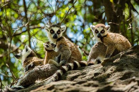 Madagascar To Plant 60 Million Trees To Help Fight Climate Change Hello