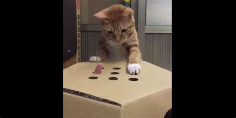 Fierce Little Cat Takes Whack A Finger Game Very Seriously The Dodo