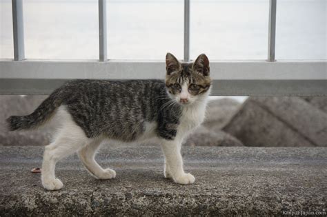 18 Baru Japanese Cat