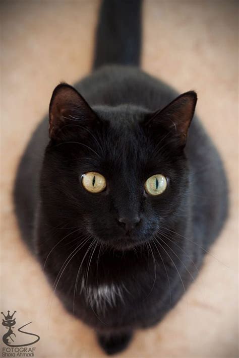 Fluffy Black Cat Breeds With Green Eyes Dogs And Cats Wallpaper