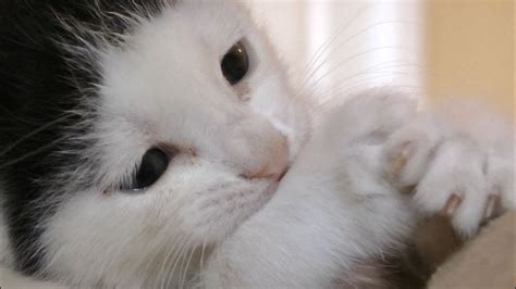 Meet Pancake The Most Cutest Kitten In The World Youtube