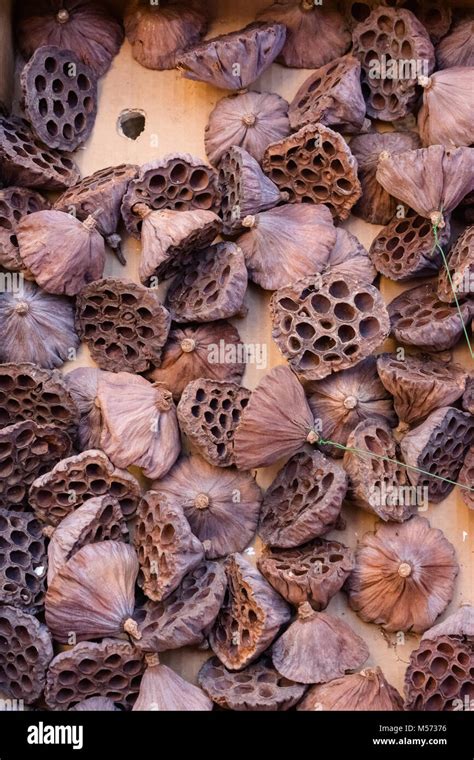 Dried Lotus Pods Hi Res Stock Photography And Images Alamy