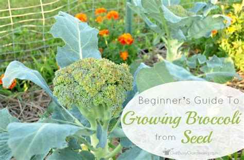 How To Grow Broccoli From Seed Step By Step Growing Broccoli