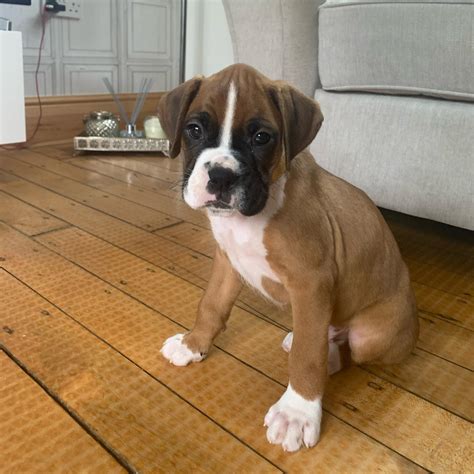 Rehoming a puppy is easier than rehoming a dog. Male and Female Boxer Puppies for Rehoming | Flake Ads ...