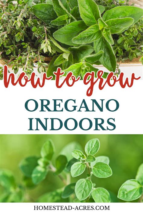 How To Grow Oregano Indoors Homestead Acres