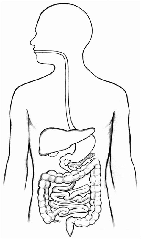 Pin By Marije Kok On Art ️ Digestive System Diagram Human Digestive