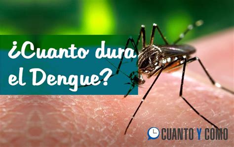Cuanto Dura El Dengue Cuánto Y Como