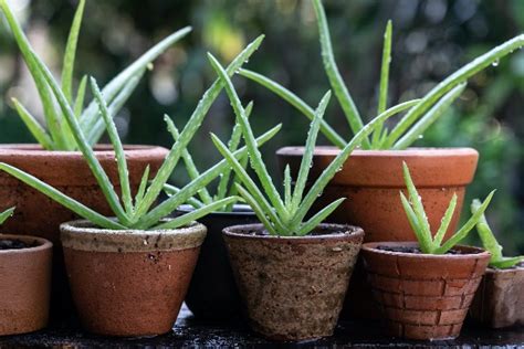 Aloe Vera Diseases And Common Pests Complete Gardering