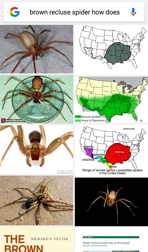Size And Range Of Territory In Usa Brown Recluse Spider Recluse