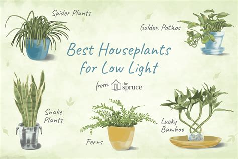 Best Low Light Indoor Plants Easy To Grow Small House