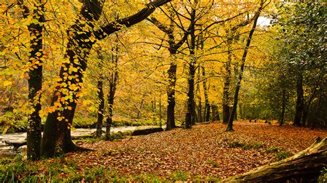 Hintergrundbilder Herbst Bäume Blätter Gelb Wald Fluss