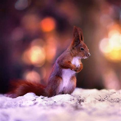 20 Beautiful Animal Portraits By Sergey Polyushko That Reveal An Animal
