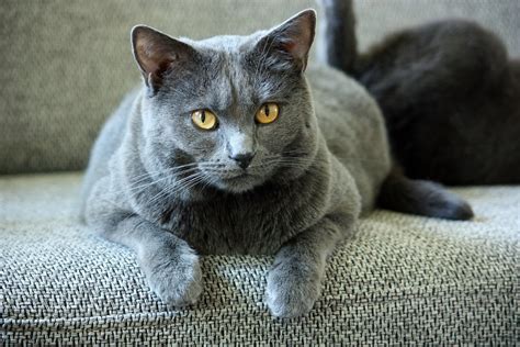 Discover The Top 10 Most Popular Cat Breeds In Asia A Comprehensive