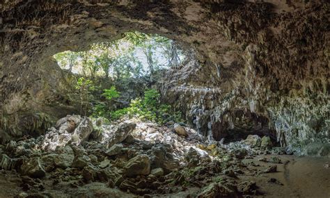 Foto De Stock Gratuita Sobre Arboles Cueva Durante El Día