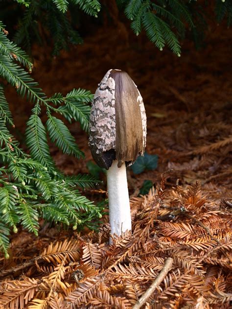 A Mushroom Sitting On Top Of A Pile Of Pine Needles Next To A Forest