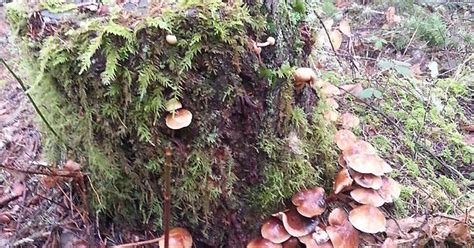 mushroom earth porn imgur