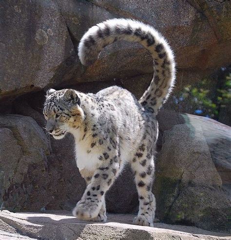Image Result For Snow Leopard Tail Animals Animals Wild Wild Cats