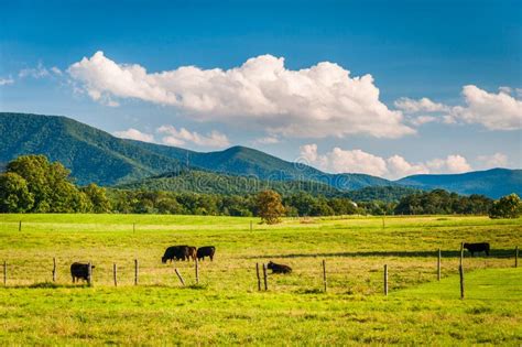 Cows In A Farm Field And Distant Mountains In The Rural Shenandoah