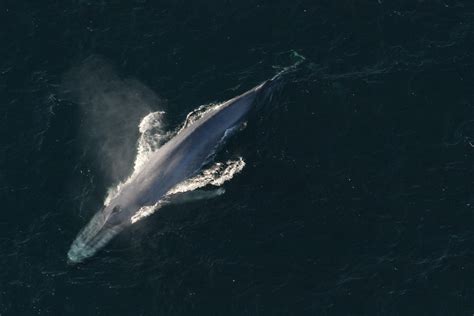 Anim1755 Blue Whale Noaa Photo Library Flickr
