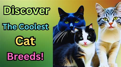 Find Out In Our Top 10 Coolest Cat Breeds Guide Which Cat Breed Is