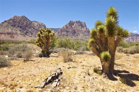 Here, you can find a large spectrum of possibilities, from simple and easy to grow cacti to the rarest, unusual, and hard to find collector specimens. Red Rock Canyon Cactus Trees Nevada. Stock Image - Image ...