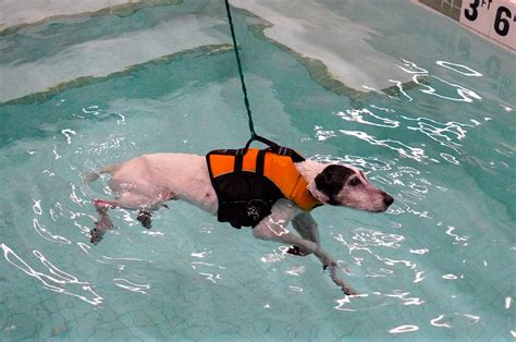 Hydrotherapy Aqua Dog Therapy