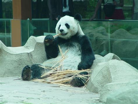 Großer Panda Ailuropoda Fotos Tier Fotoseu