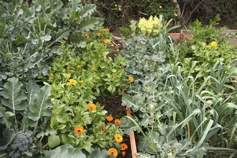Almost All Plants Benefit From Companion Planting And Using Companion