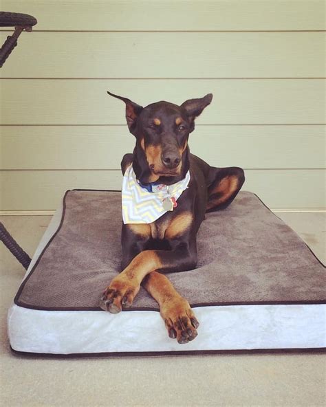 The doberman pinscher is compactly built, muscular, very powerful. Southwest Ohio Doberman Rescue | Petfinder Foundation