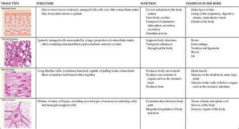 Epithelial Tissue Definition Types And Functions