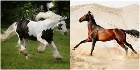 The Seven Most Beautiful Horse Breeds In The World