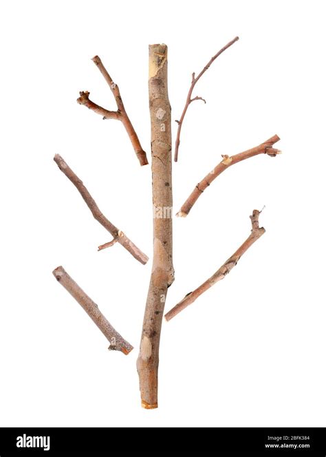 Dry Tree Branches Isolated On White Stock Photo Alamy