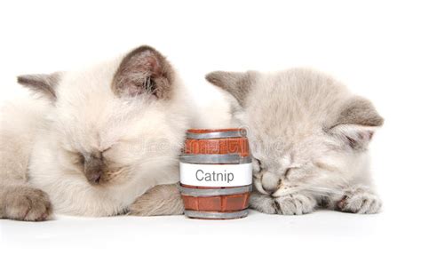 Two Cute Kittens Sleeping Stock Image Image Of Cute 37268475