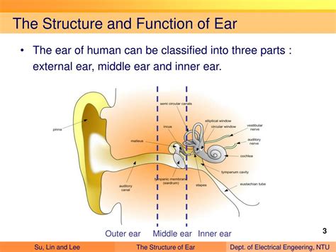 Ppt Hearing And Hearing Aids Powerpoint Presentation Free Download