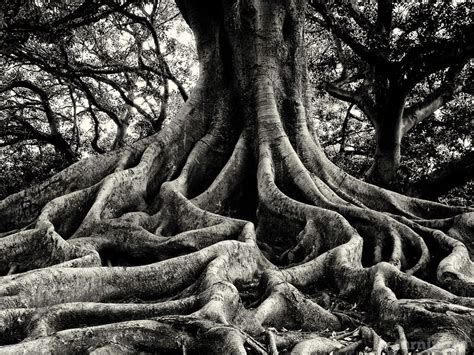 Roots By Montgomery Gilchrist Where Is This Giant Tree Painting