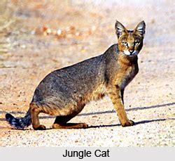 I live in the united states. Wildlife in South India