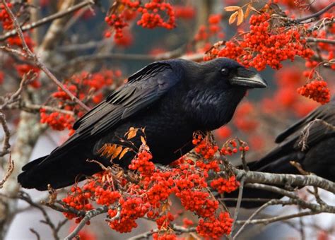 5 фактов о воронах Selfire — блог с историями