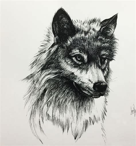 Wolf Ink Drawing Ink Drawing Drawings Ink Sketch