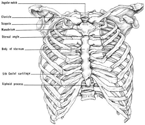 Check out our rib cage anatomy selection for the very best in unique or custom, handmade pieces from our shops. General Thoracic Surgery (Anterior view of skeleton of ...