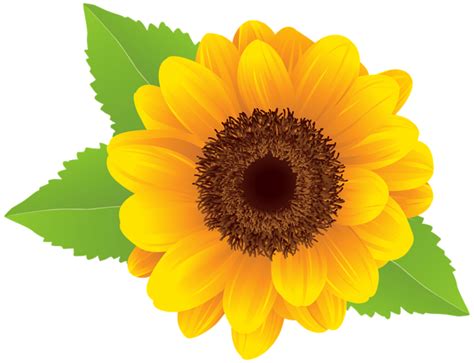Free 131 Realistic Clipart Sunflower Svg Svg Png Eps Dxf File