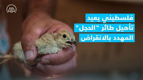 المصيدة ، و يترك الحجل يأتي ثم يقوم بشد الحبل حتى يتم غلق باب الدائرة ، و من الأفضل أن يتم تكرار العملية باليوم الثاني لكي يتمكن الصياد من الإمساك بأكبر عدد ممكن من الحجل ، و الذي سوف يأتي إلى نفس المكان من. فلسطيني يعيد تأهيل طائر "الحجل" المهدد بالانقراض - YouTube