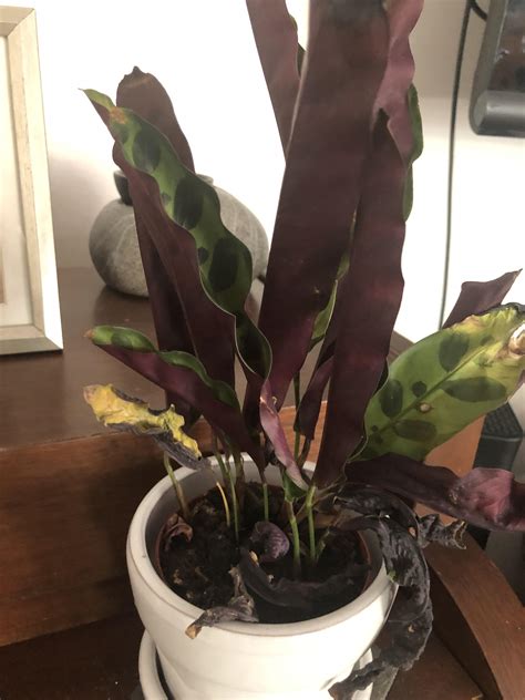Maranta, peacock plant, rattle snake plant, red veined prayer, zebra plant. Rattlesnake prayer plant has been happy in this spot for ...