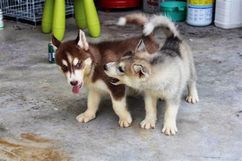 We did not find results for: LovelyPuppy: Dark Red Copper Siberian Husky Puppy