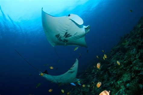 マンタは2種類 見分け方や生態、日本でマンタに会えるダイビングポイントを紹介 ダイビングツールナビ