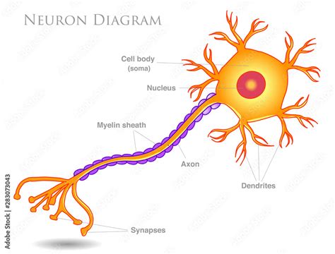 Simple Synapse Diagram