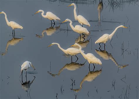 Great Egrets And Reflections Photograph By Morris Finkelstein Fine